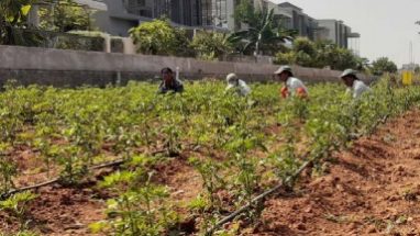Organic Farming